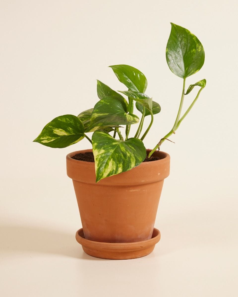 Epipremnum Devil's Ivy Pinnatum Aureum