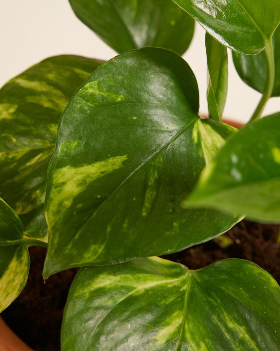 Epipremnum Devil's Ivy Pinnatum Aureum