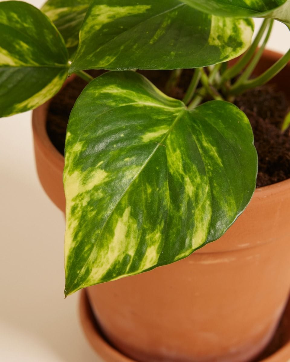 Epipremnum Devil's Ivy Pinnatum Aureum