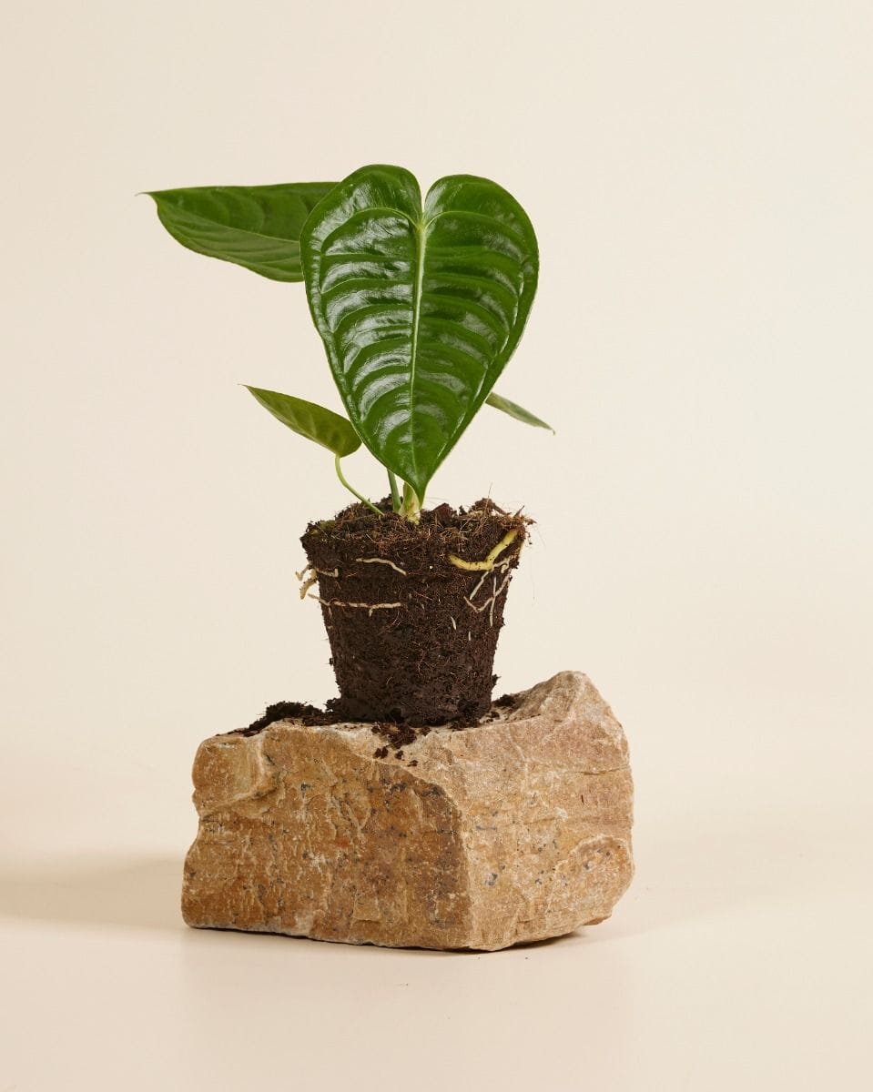 Anthurium Flamingo flowers Veitchii