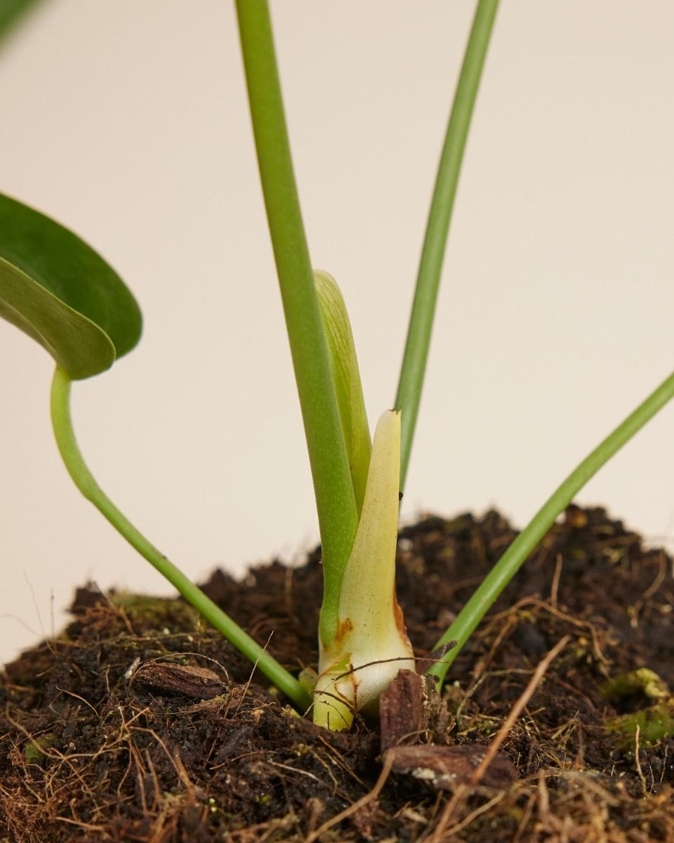 Anthurium King Anthurium Veitchii