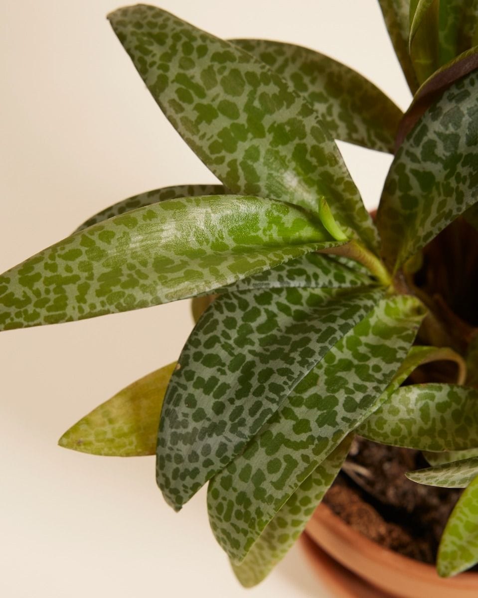 Ledebouria Socialis