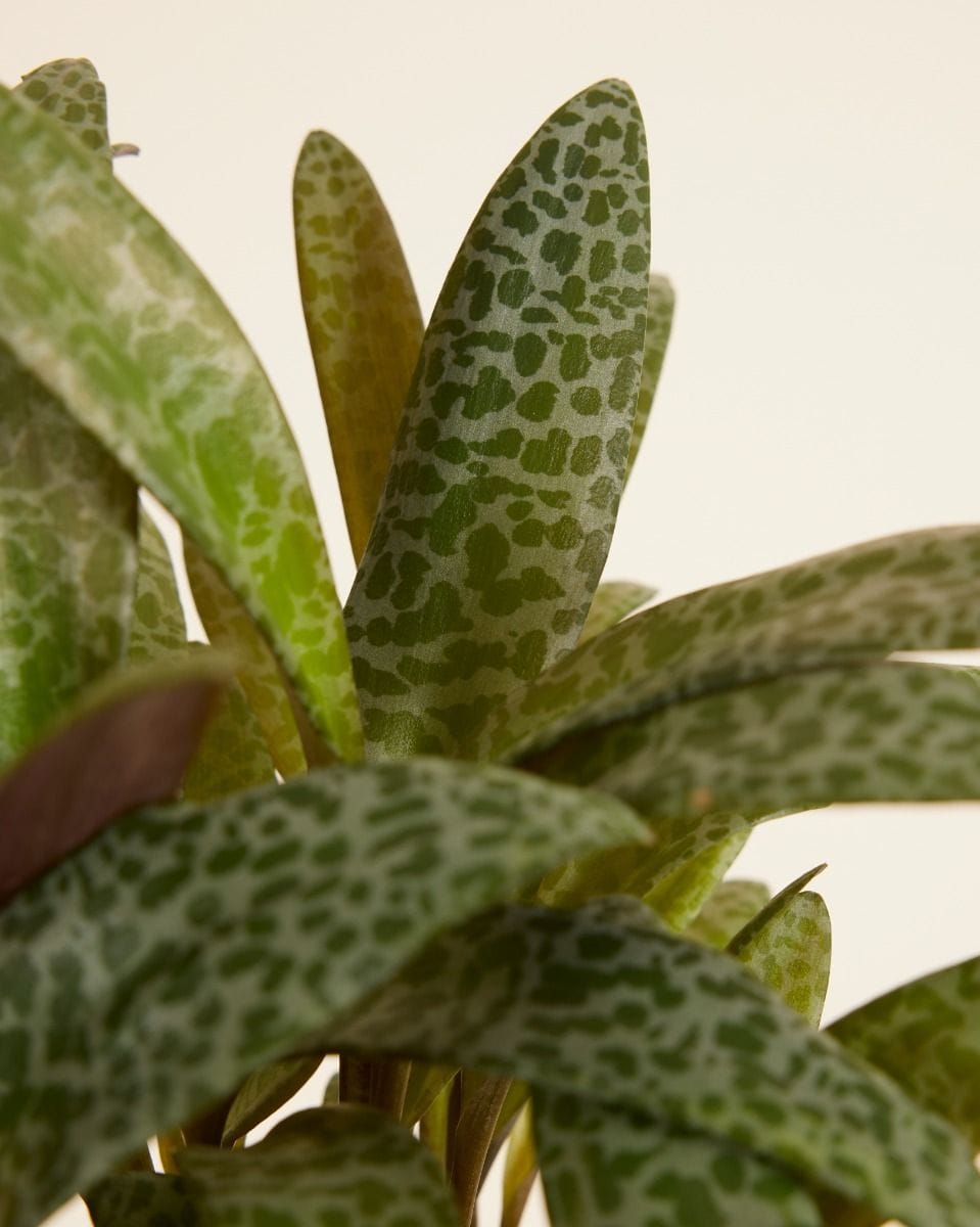 Ledebouria Socialis