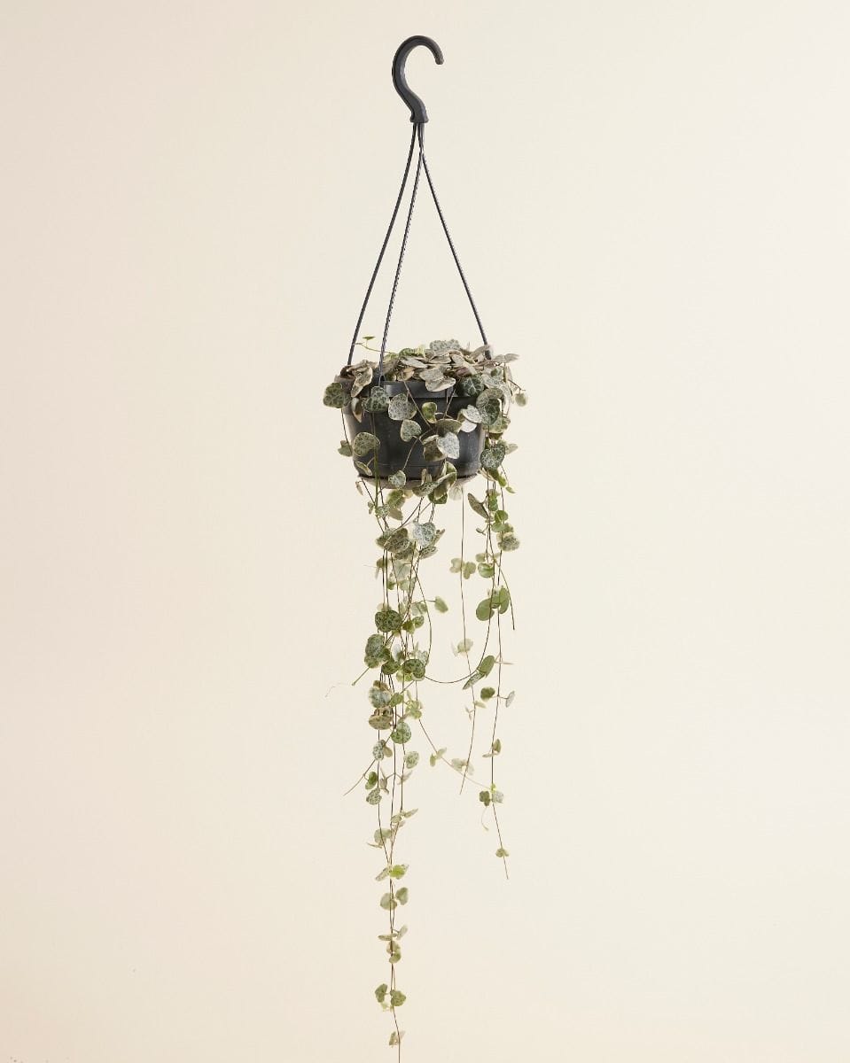 Ceropegia String of Hearts Variegated Woodii Variegata