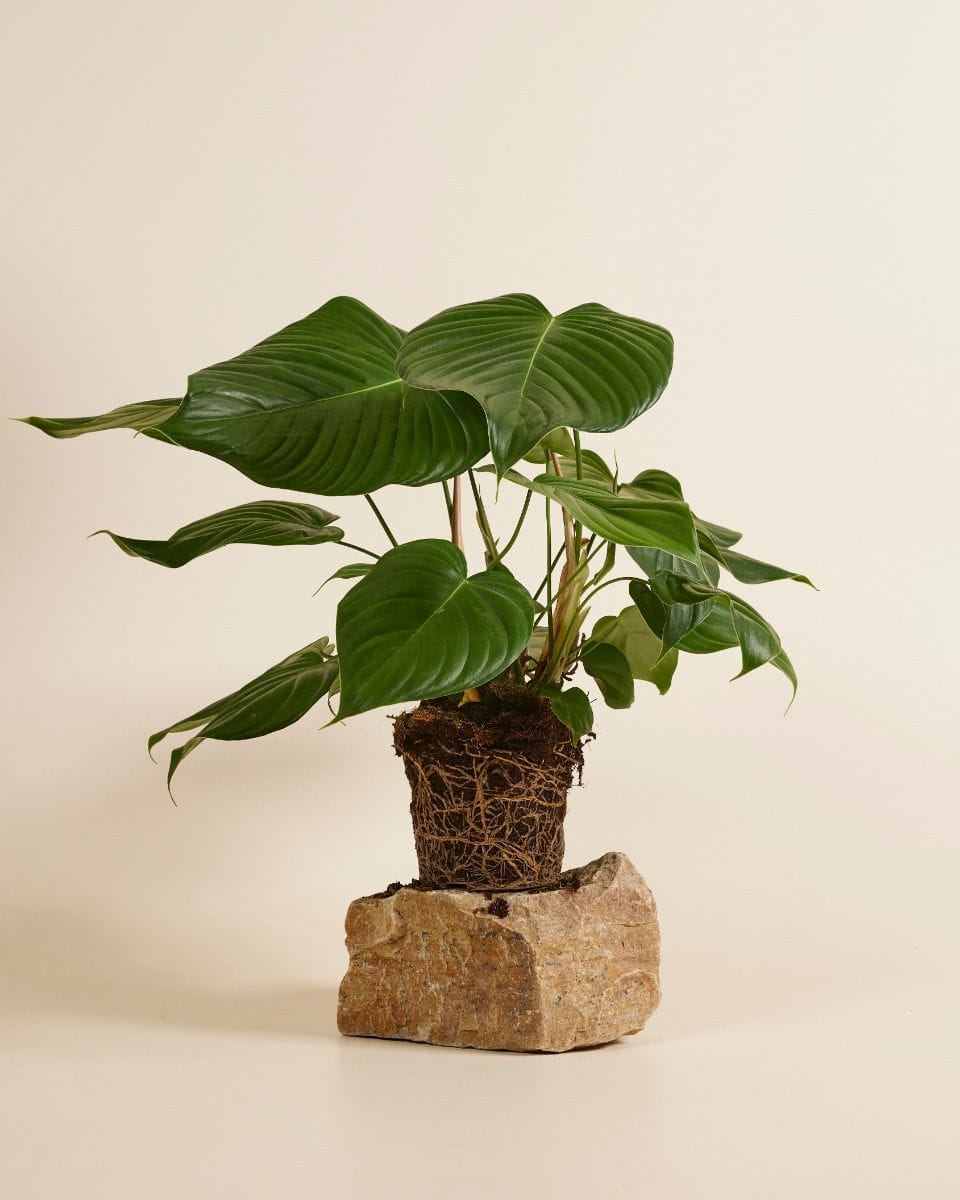 Philodendron Grandipes