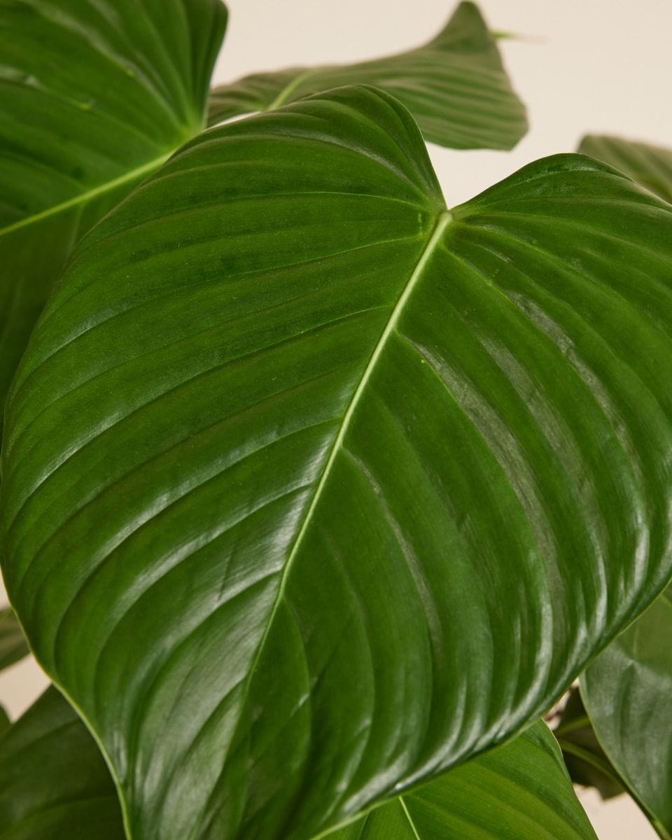 Philodendron Grandipes