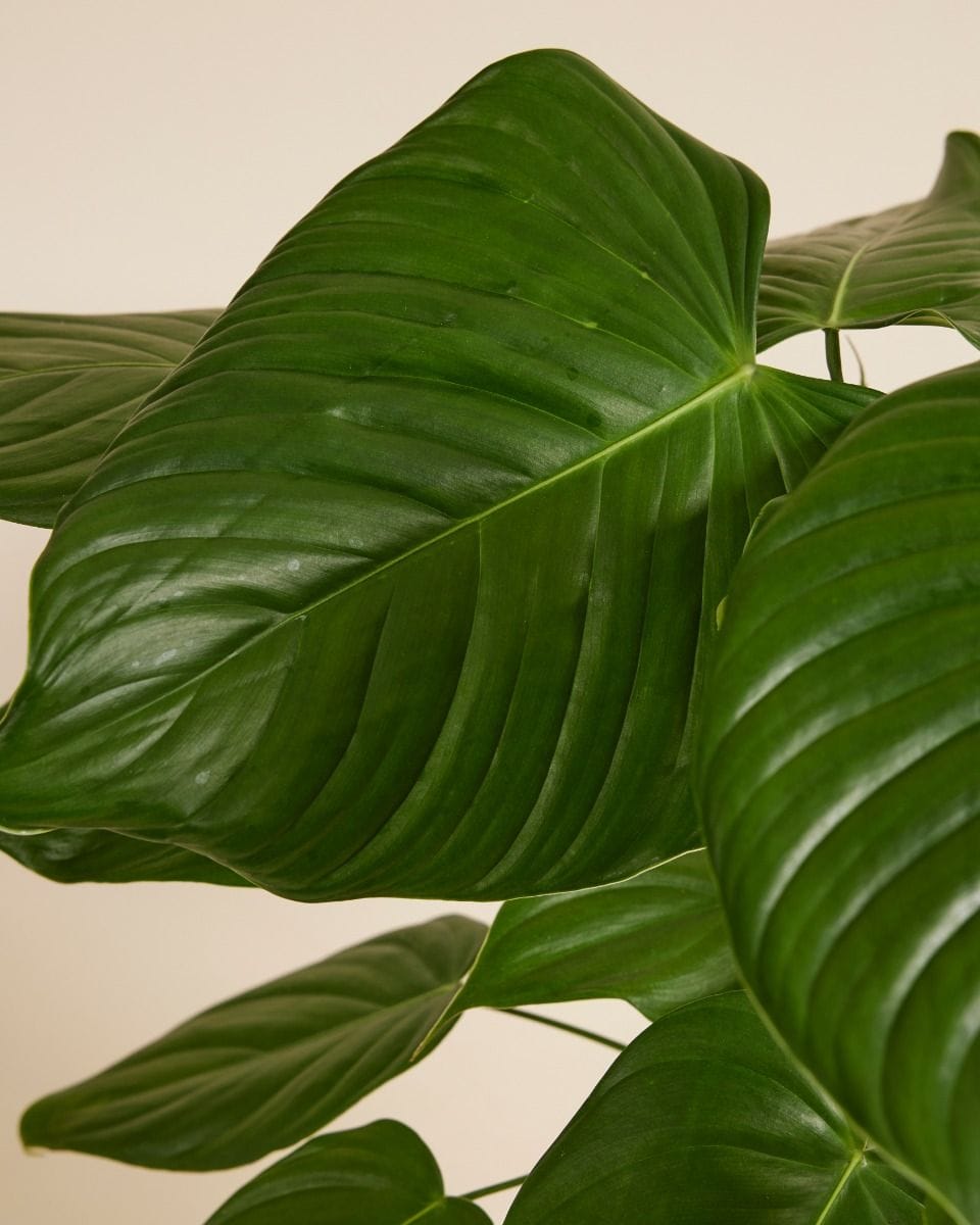 Philodendron Grandipes
