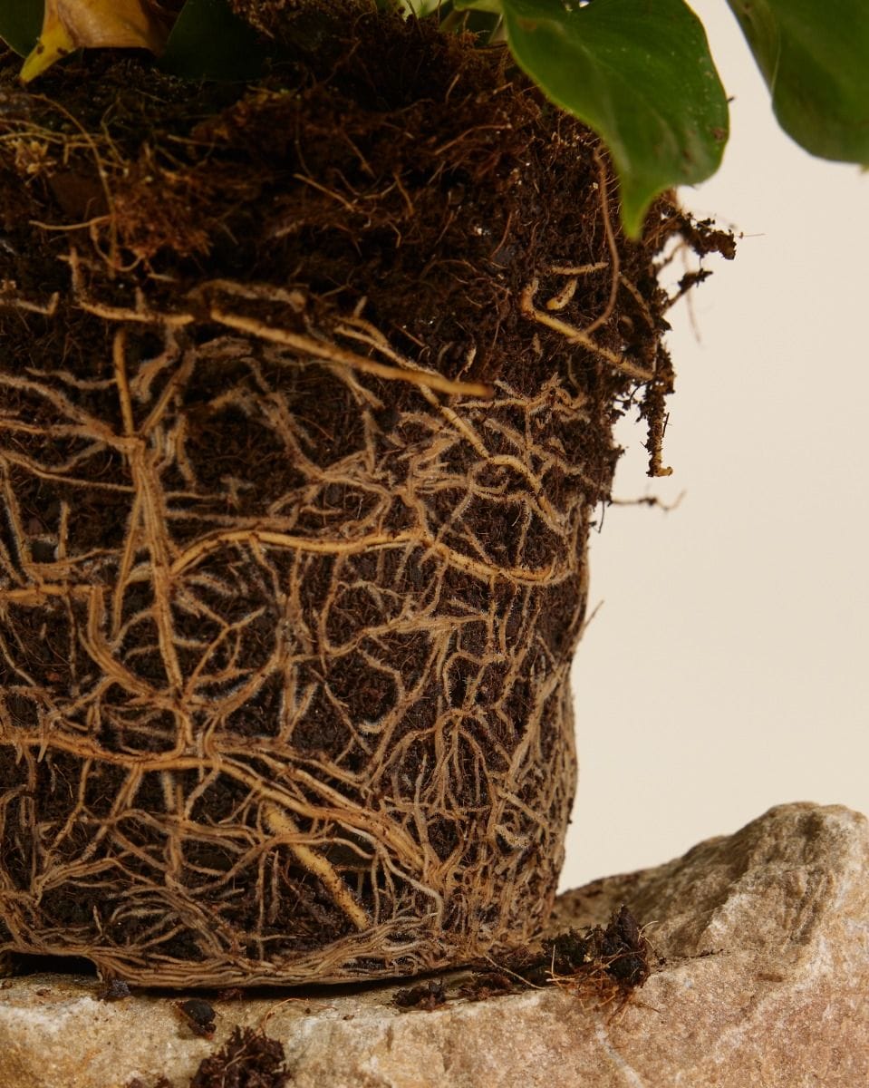 Philodendron Grandipes