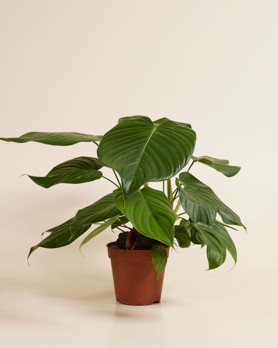 Philodendron Grandipes