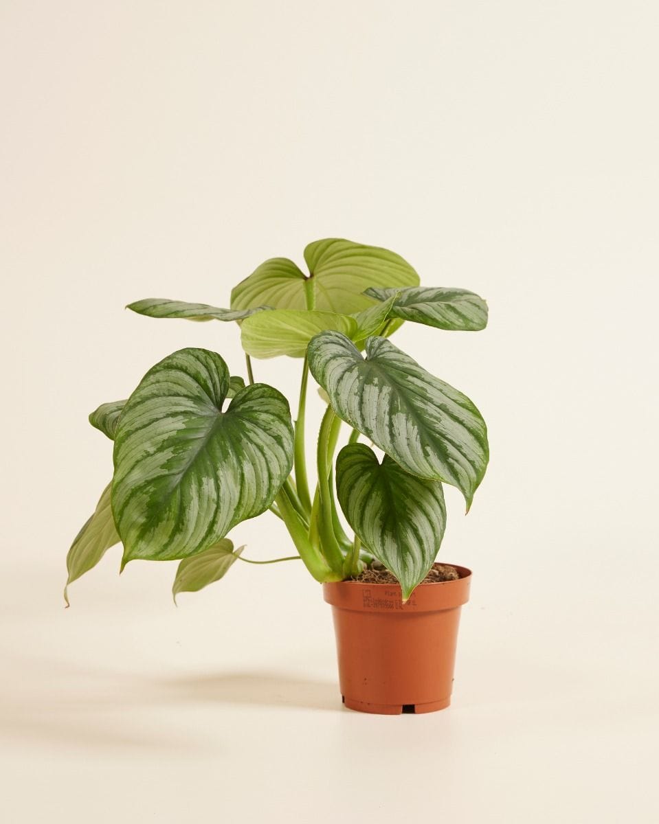 Philodendron Mamei