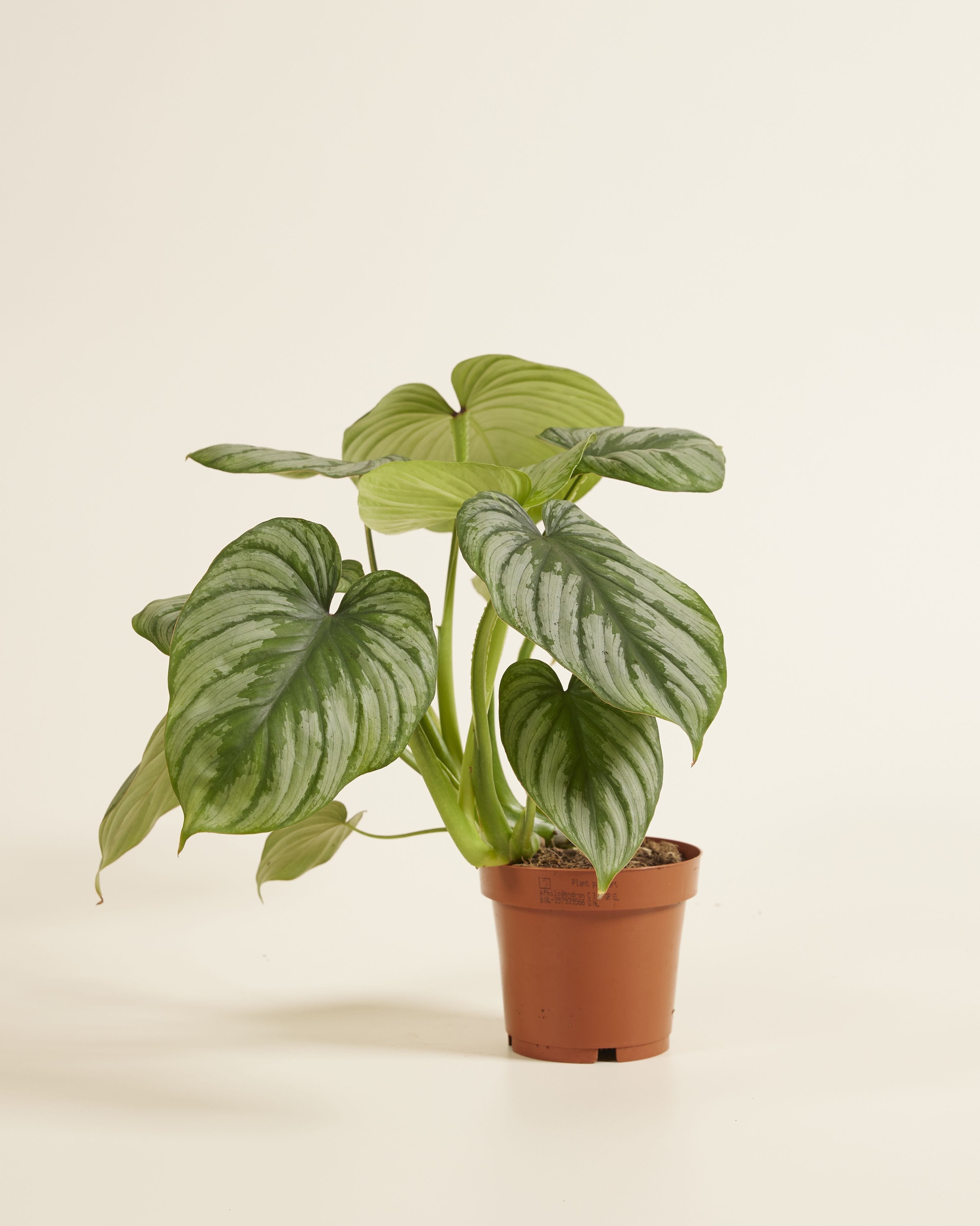 Philodendron Mamei