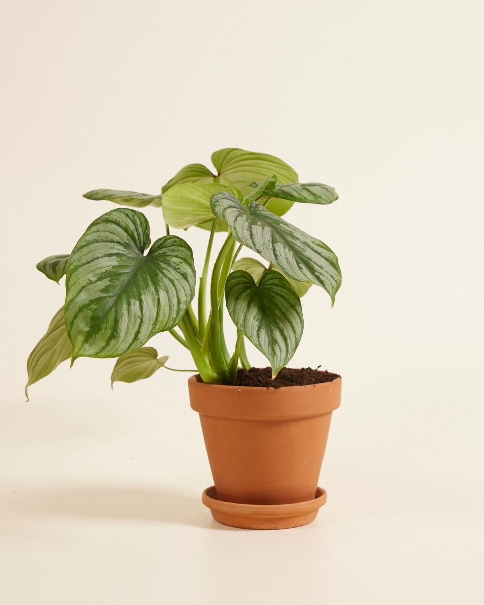 Philodendron Mamei