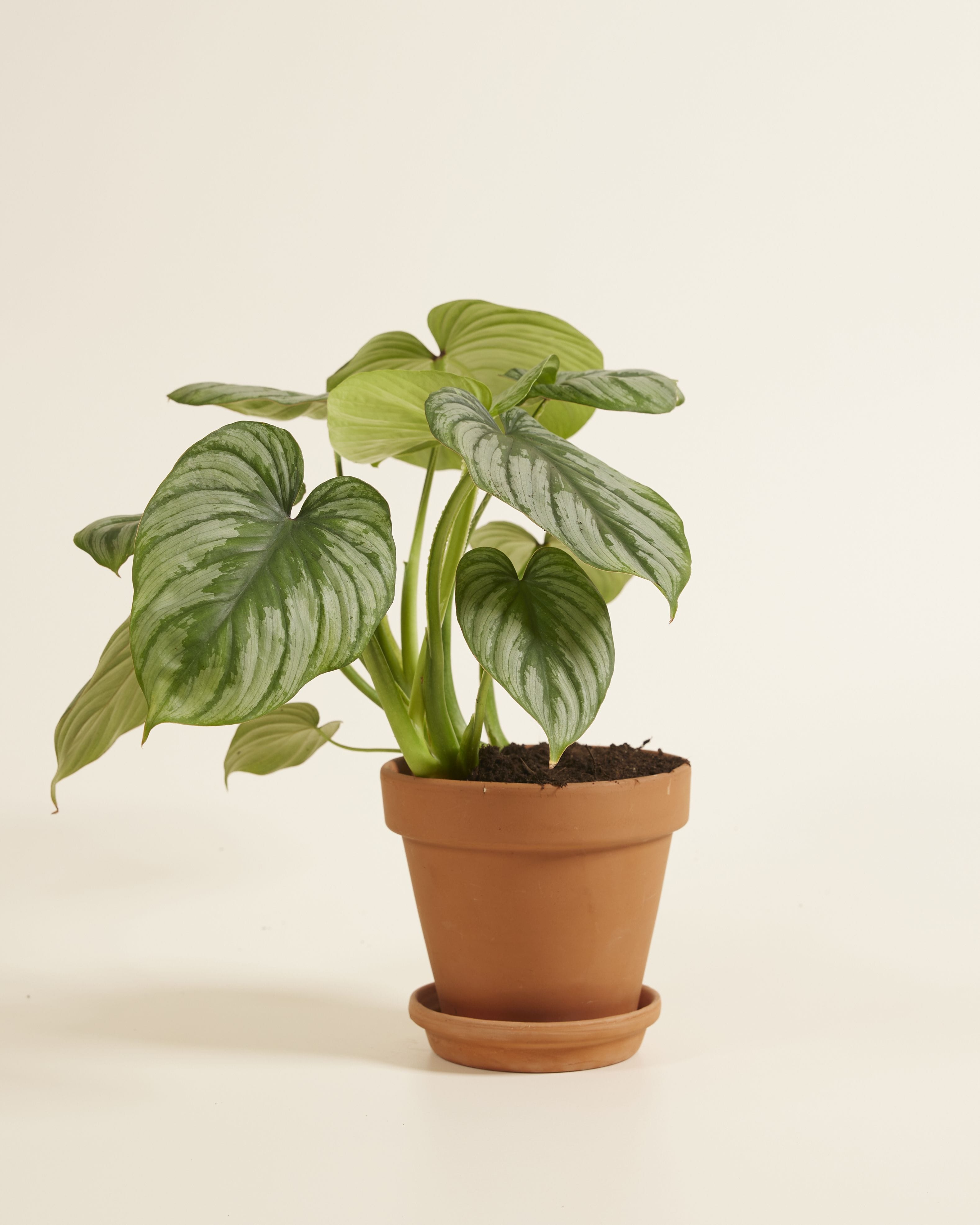 Philodendron Mamei