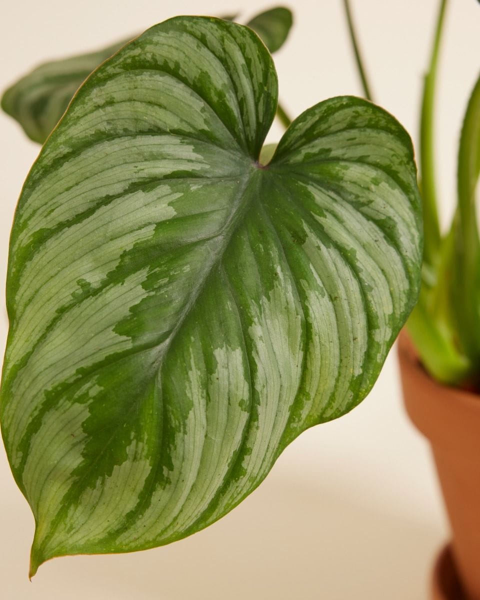 Philodendron Mamei