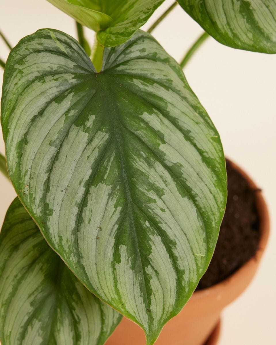 Philodendron Mamei