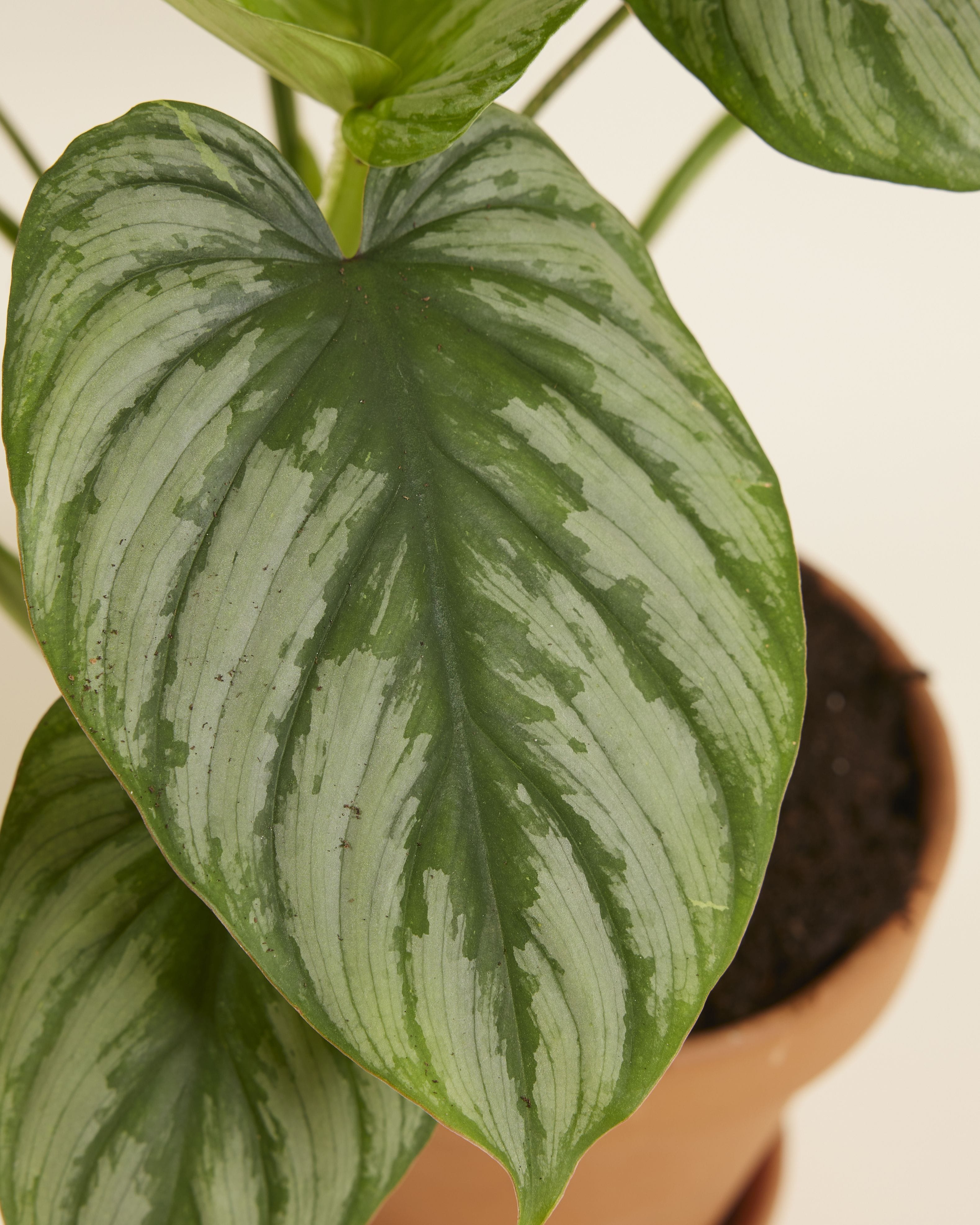 Philodendron Mamei