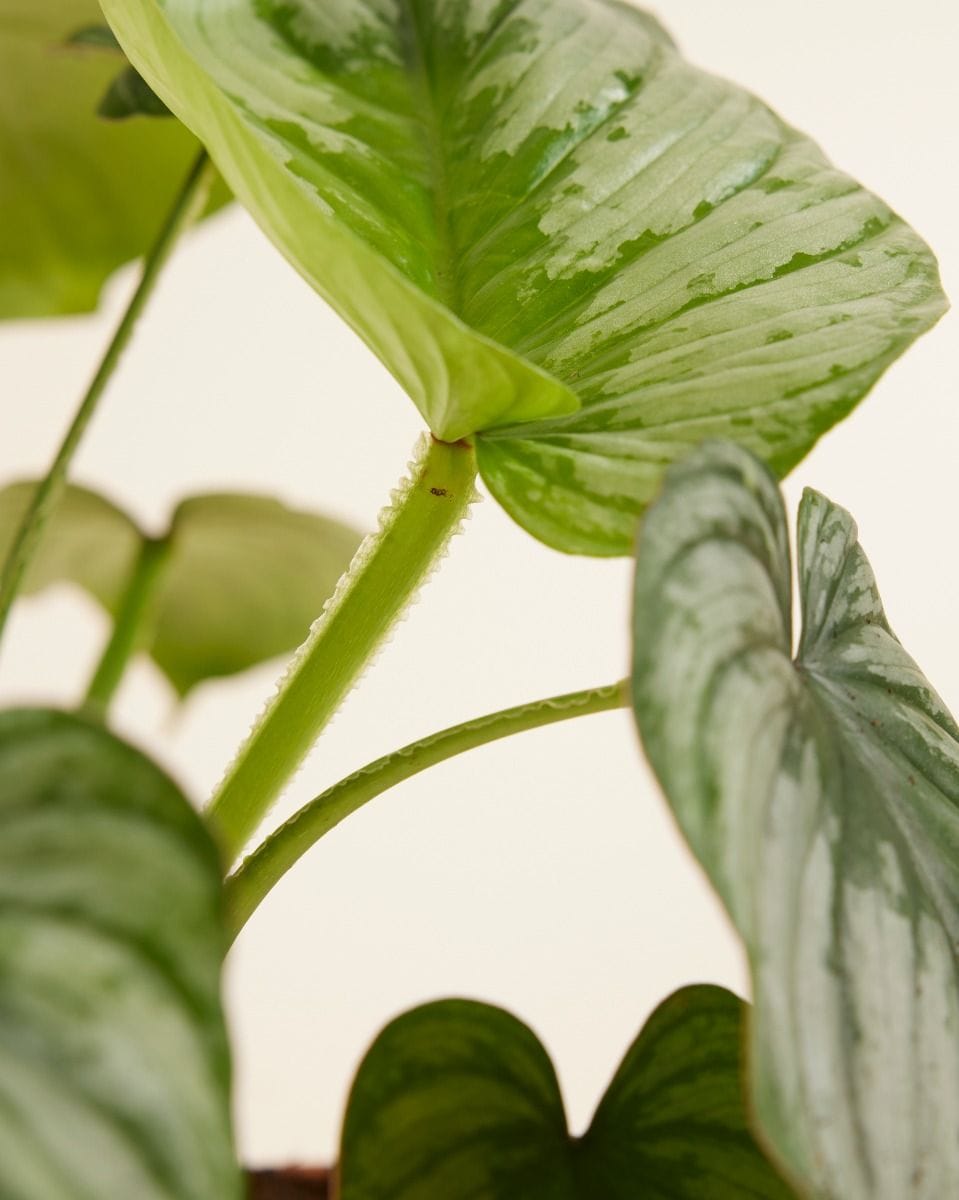 Philodendron Mamei