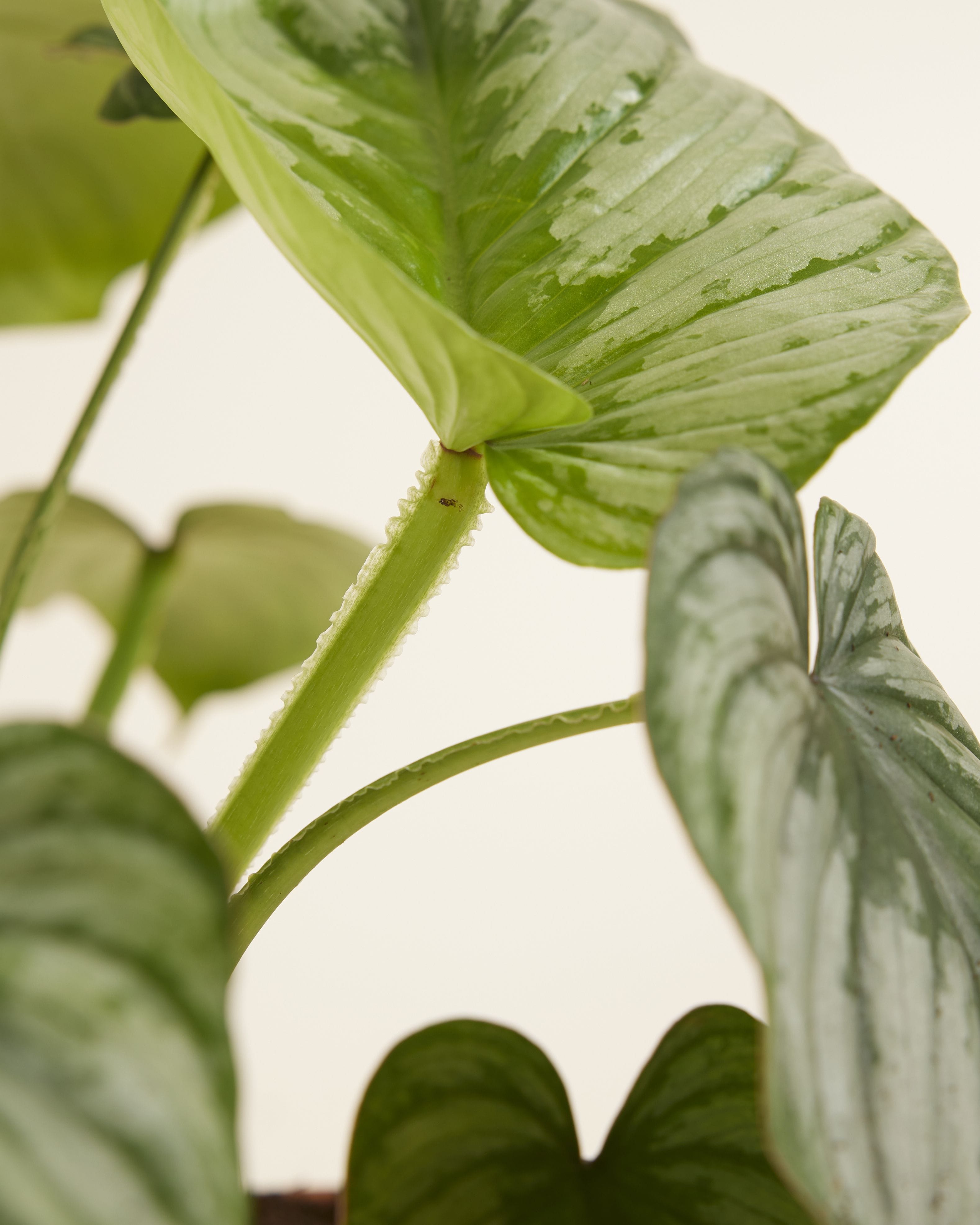Philodendron Mamei