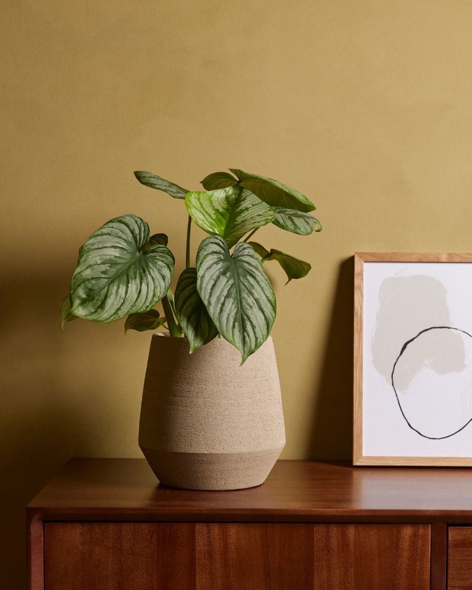 Philodendron Mamei