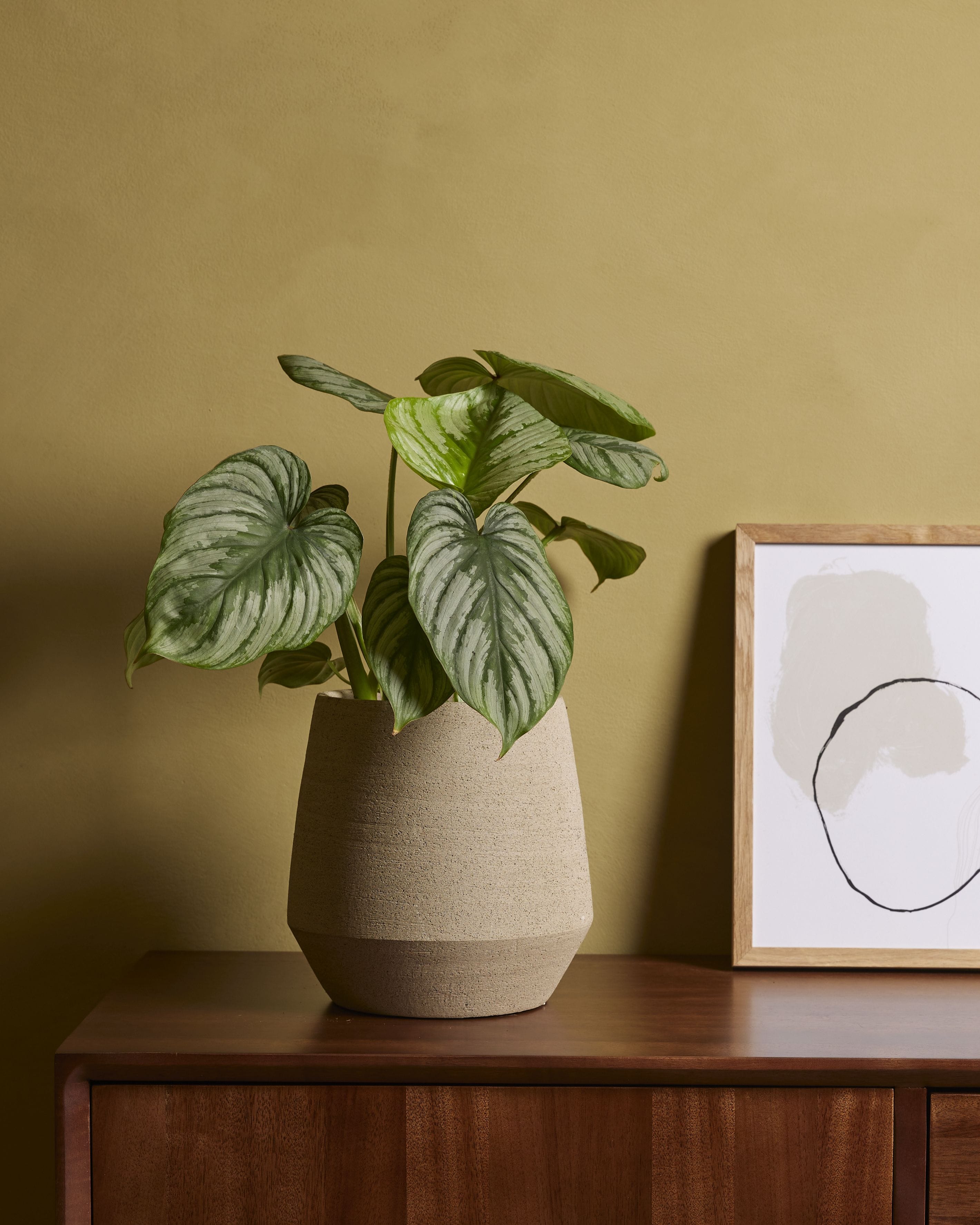 Philodendron Mamei