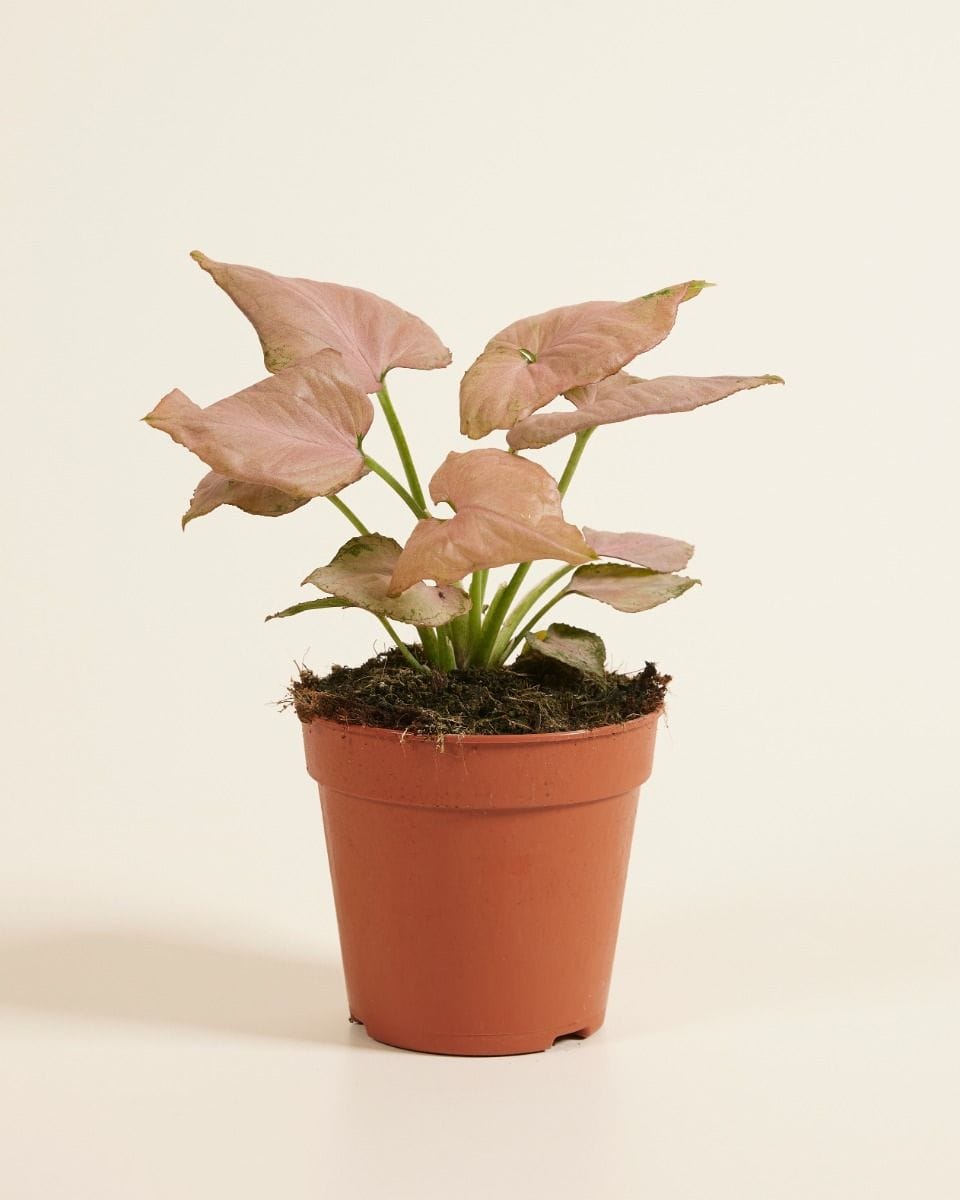 Syngonium Arrowhead Strawberry