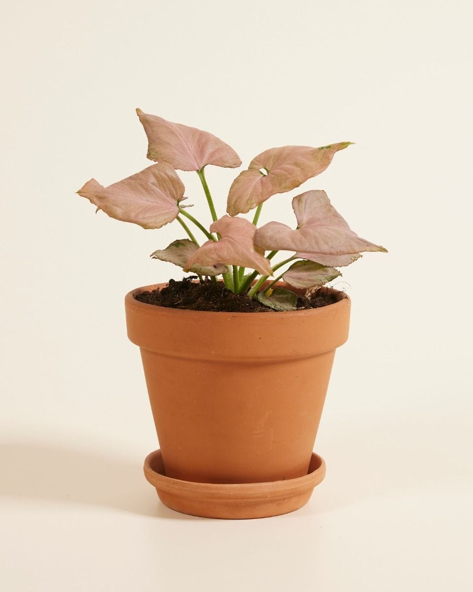 Syngonium Arrowhead Strawberry