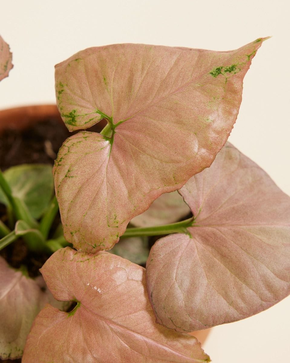 Syngonium Arrowhead Strawberry