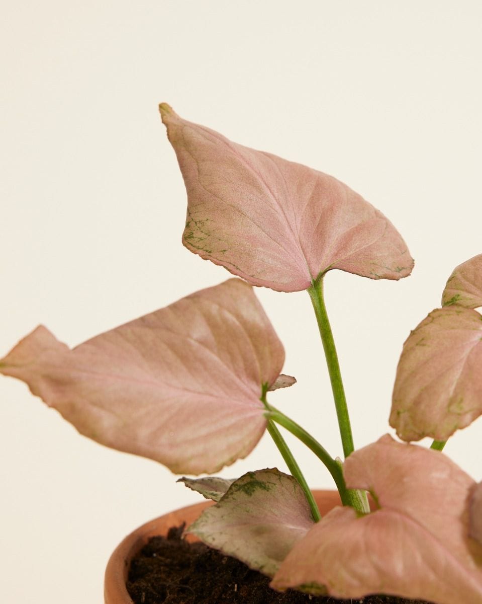 Syngonium Arrowhead Strawberry
