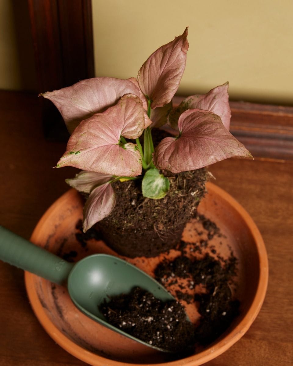 Syngonium Arrowhead Strawberry