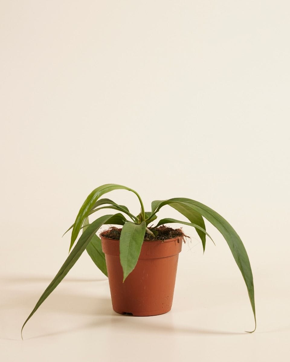 Anthurium Flamingo Plant Vittarifolium