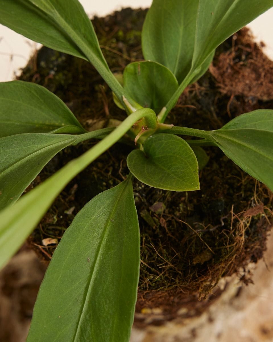 Anthurium Flamingo Plant Vittarifolium