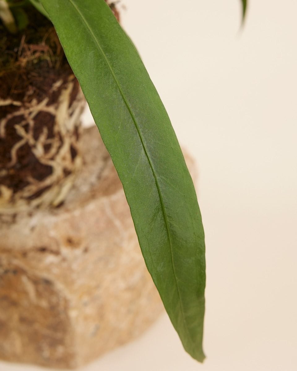 Anthurium Flamingo Plant Vittarifolium