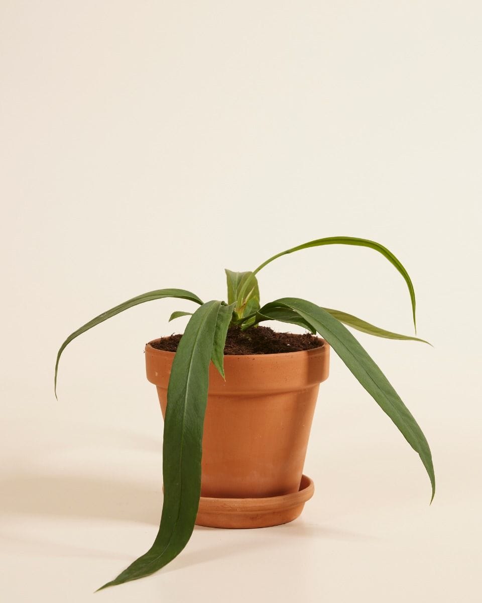 Anthurium Flamingo Plant Vittarifolium