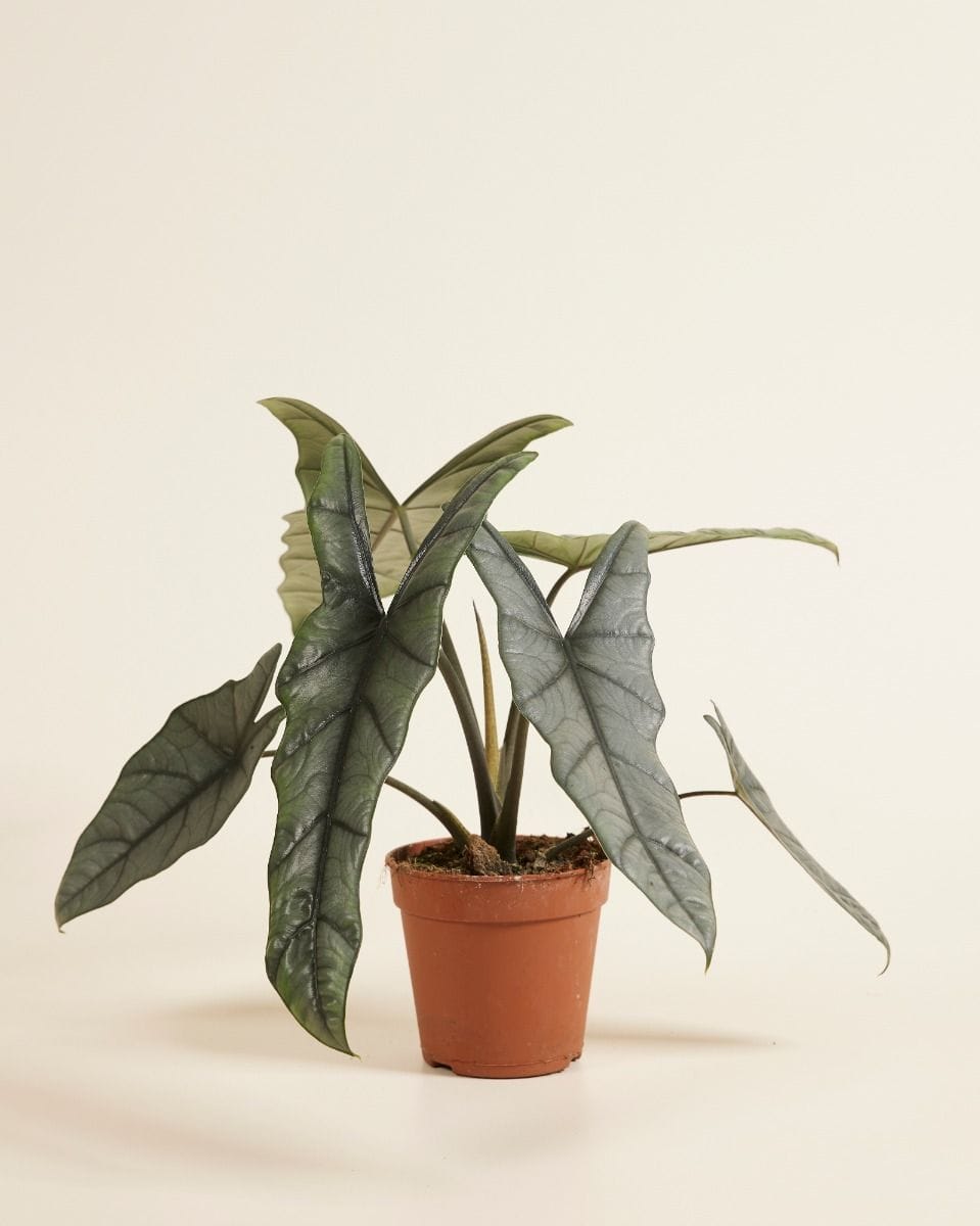 Alocasia Elephant ear Heterophylla