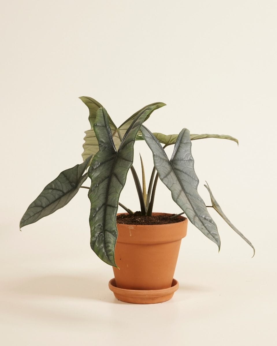 Alocasia Elephant ear Heterophylla