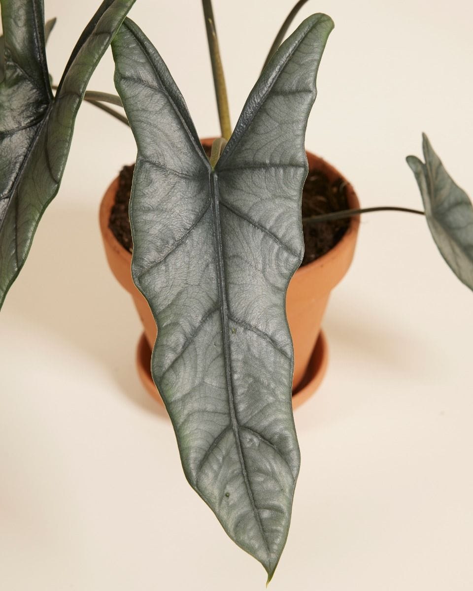 Alocasia Elephant ear Heterophylla