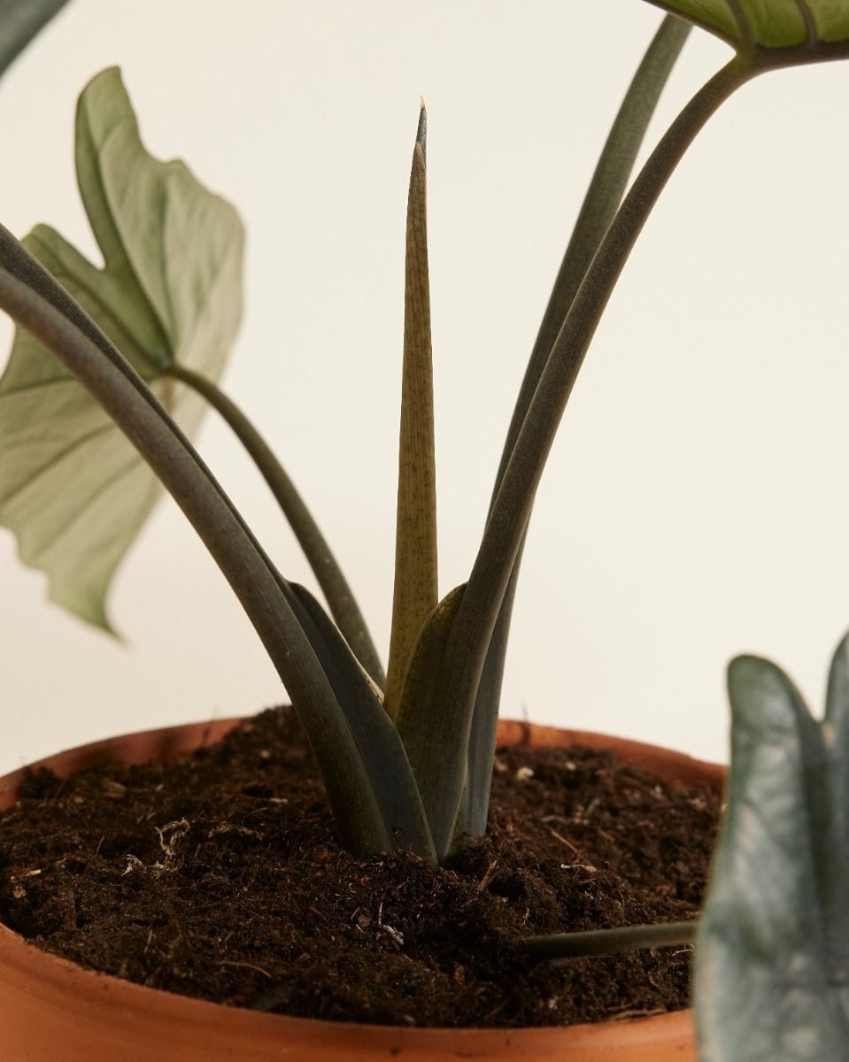 Alocasia Elephant ear Heterophylla