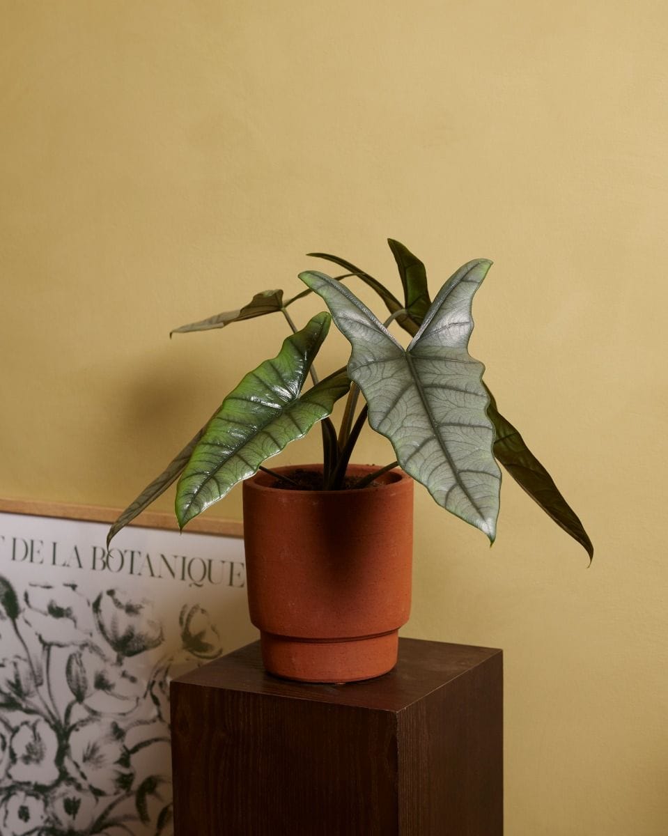 Alocasia Elephant ear Heterophylla