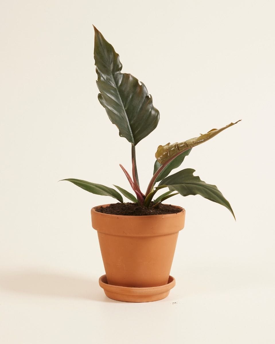 Philodendron Bipinnatifidum Choco Empress