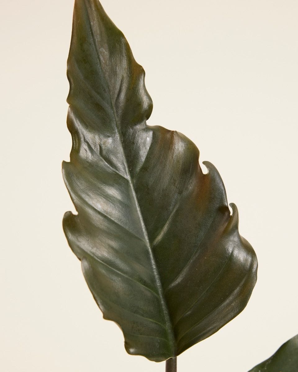 Philodendron Bipinnatifidum Choco Empress