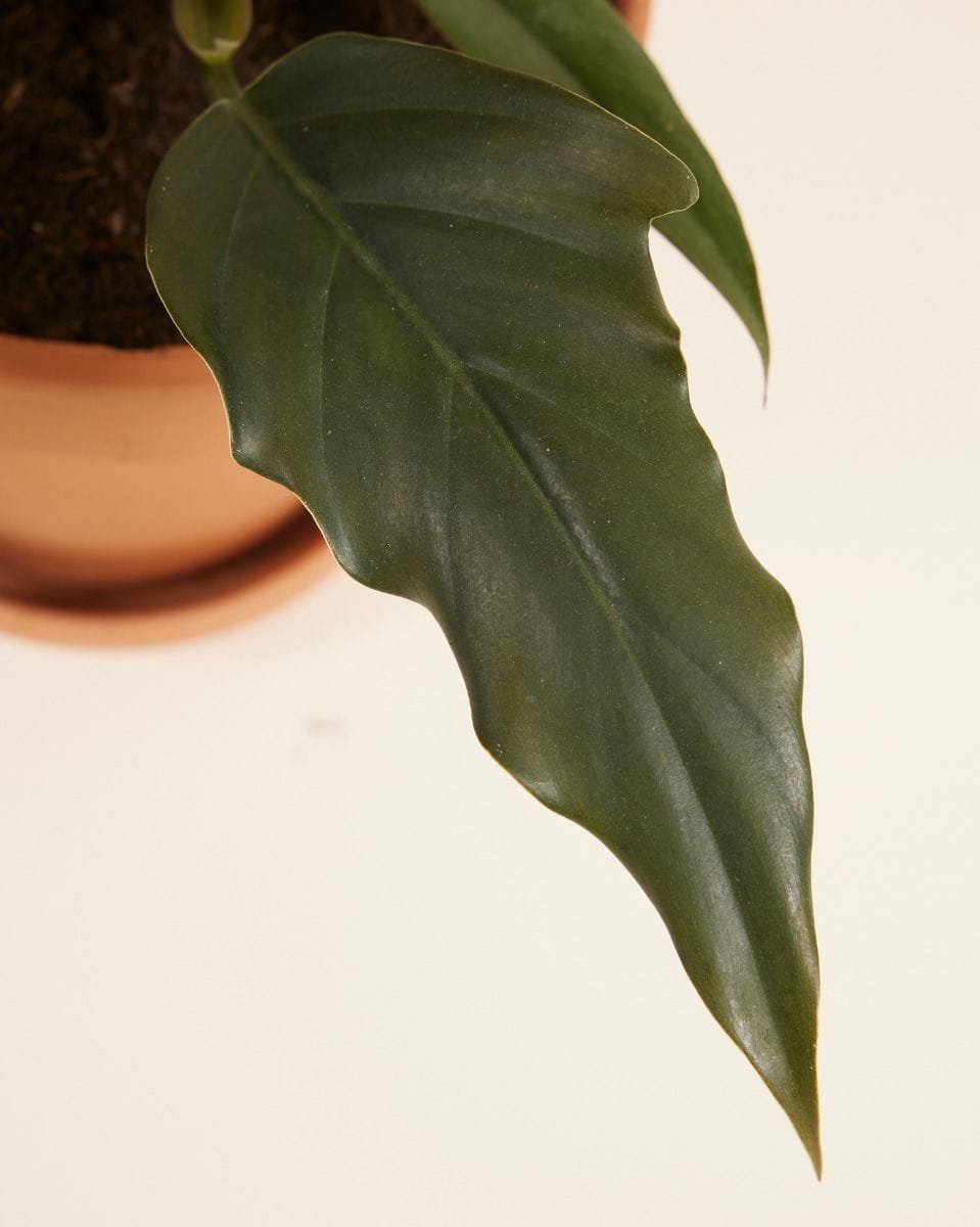 Philodendron Bipinnatifidum Choco Empress