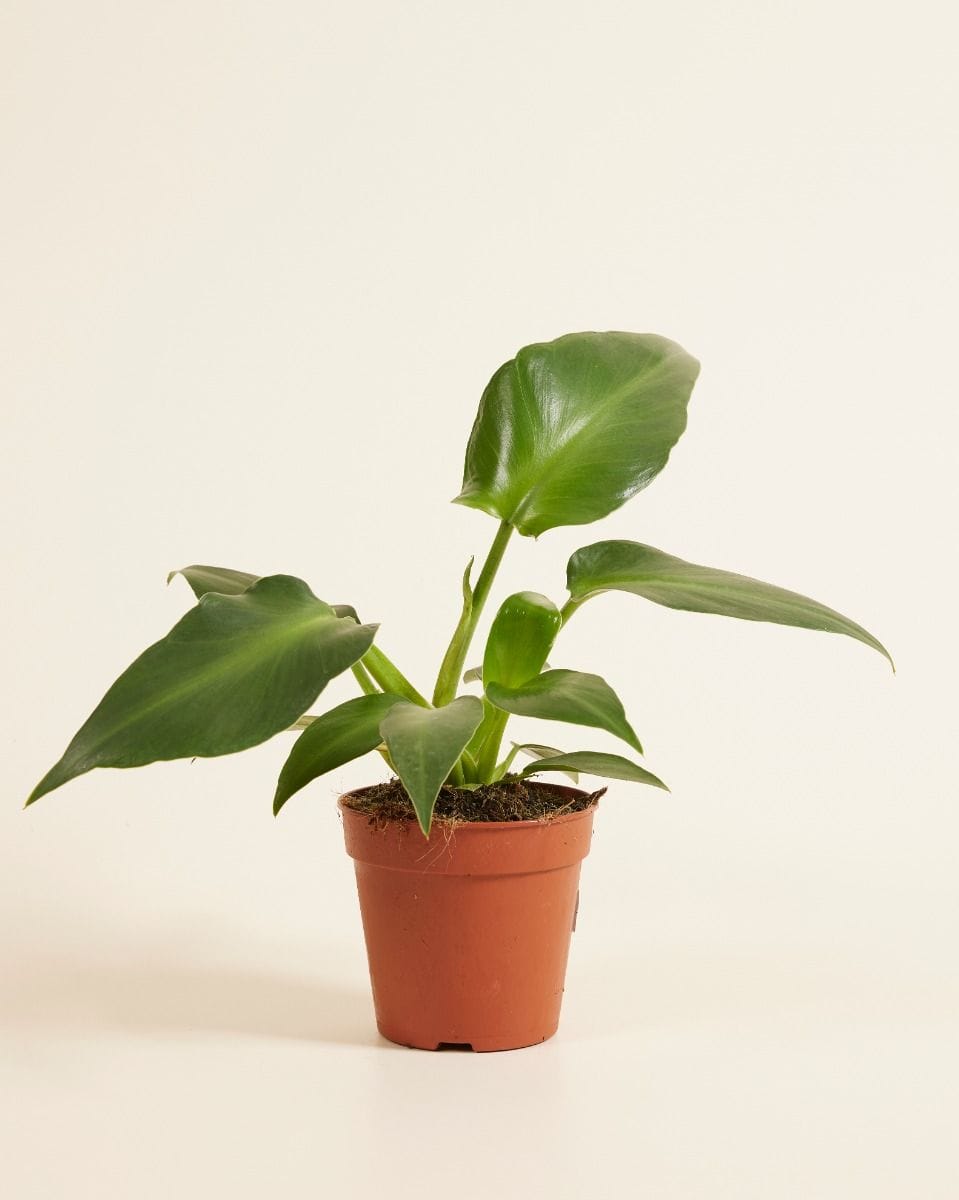 Philodendron Pigskin Philodendron Rugosum Aberrant