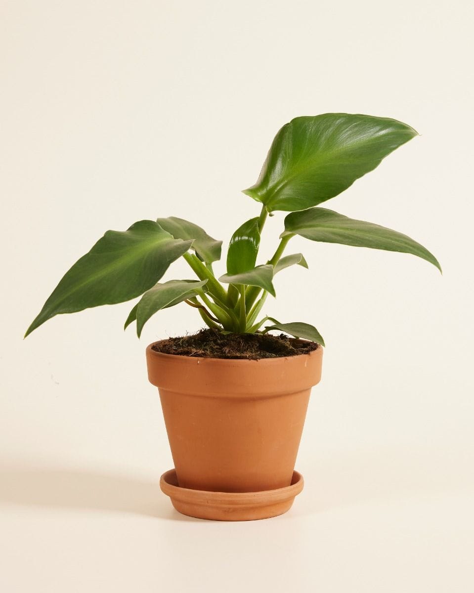 Philodendron Pigskin Philodendron Rugosum Aberrant