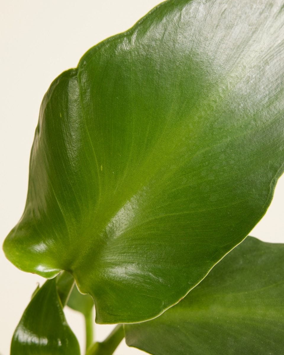 Philodendron Pigskin Philodendron Rugosum Aberrant
