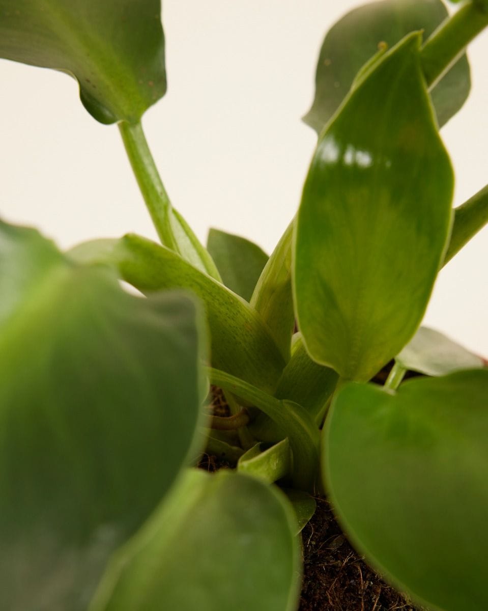 Philodendron Pigskin Philodendron Rugosum Aberrant
