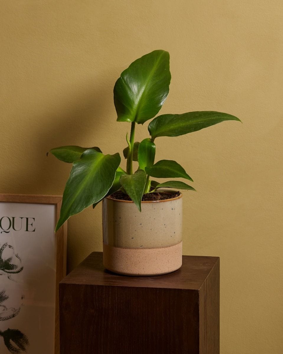 Philodendron Pigskin Philodendron Rugosum Aberrant