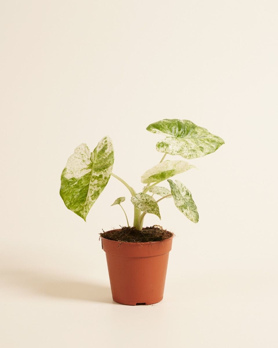 Alocasia Elephant Ears Macrorrhiza Splash