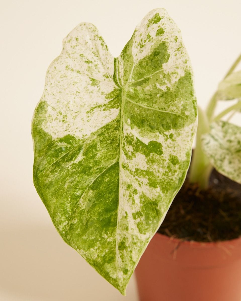 Alocasia Elephant Ears Macrorrhiza Splash