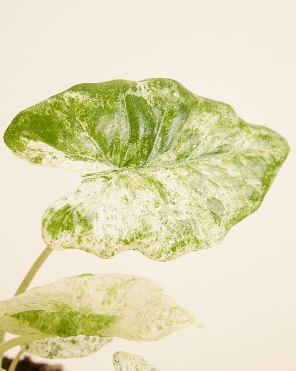 Alocasia Elephant Ears Macrorrhiza Splash