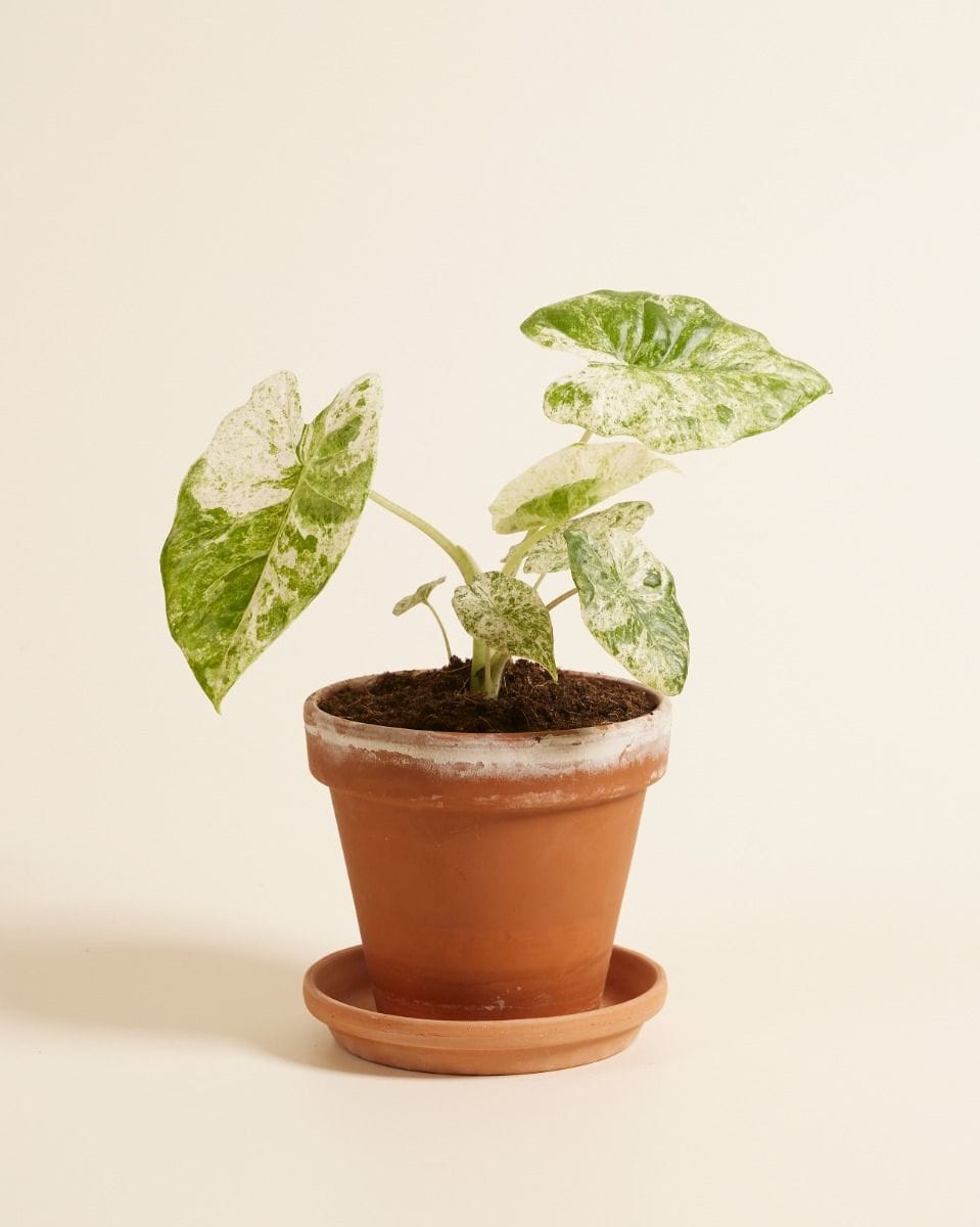 Alocasia Elephant Ears Macrorrhiza Splash